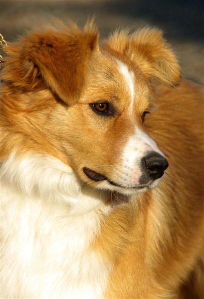 Only One Gasko Prim04.jpg - Only One Gasko Prim (nar. 7.10.2008) - Cherokee Rubínové srdce x I´m Smarti Gasko Prim
